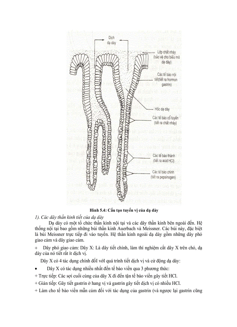 image for page Sinh lí tieu hóa