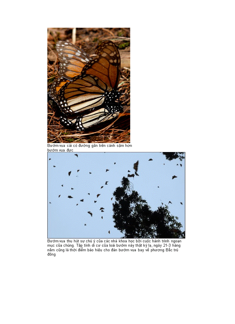 image for page Sự di trú kinh ngạc của loài bướm vua