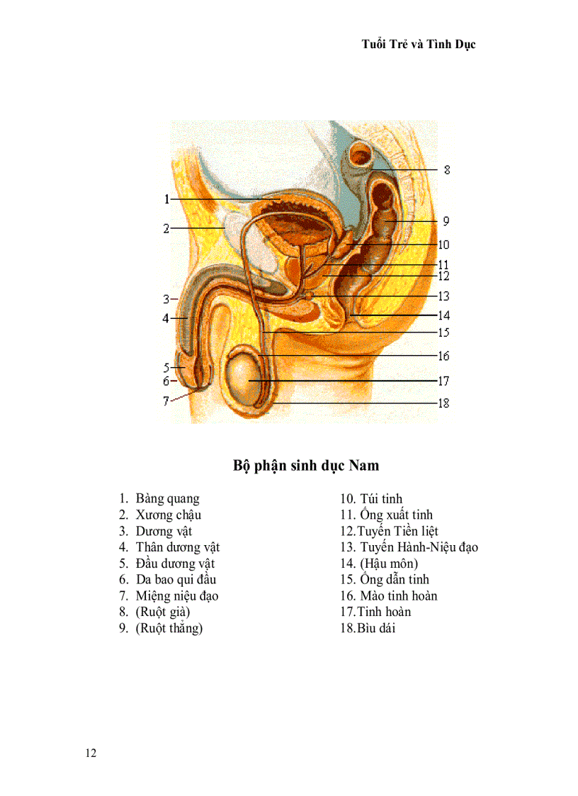image for page Tuổi trẻ và tình dục