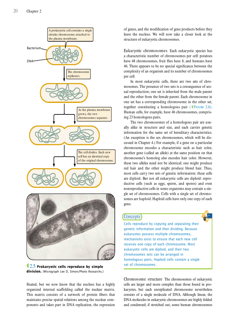 image for page Genetics A conceptual approach 3rd edition