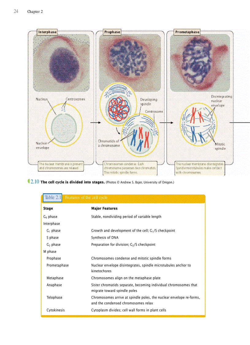 image for page Genetics A conceptual approach 3rd edition