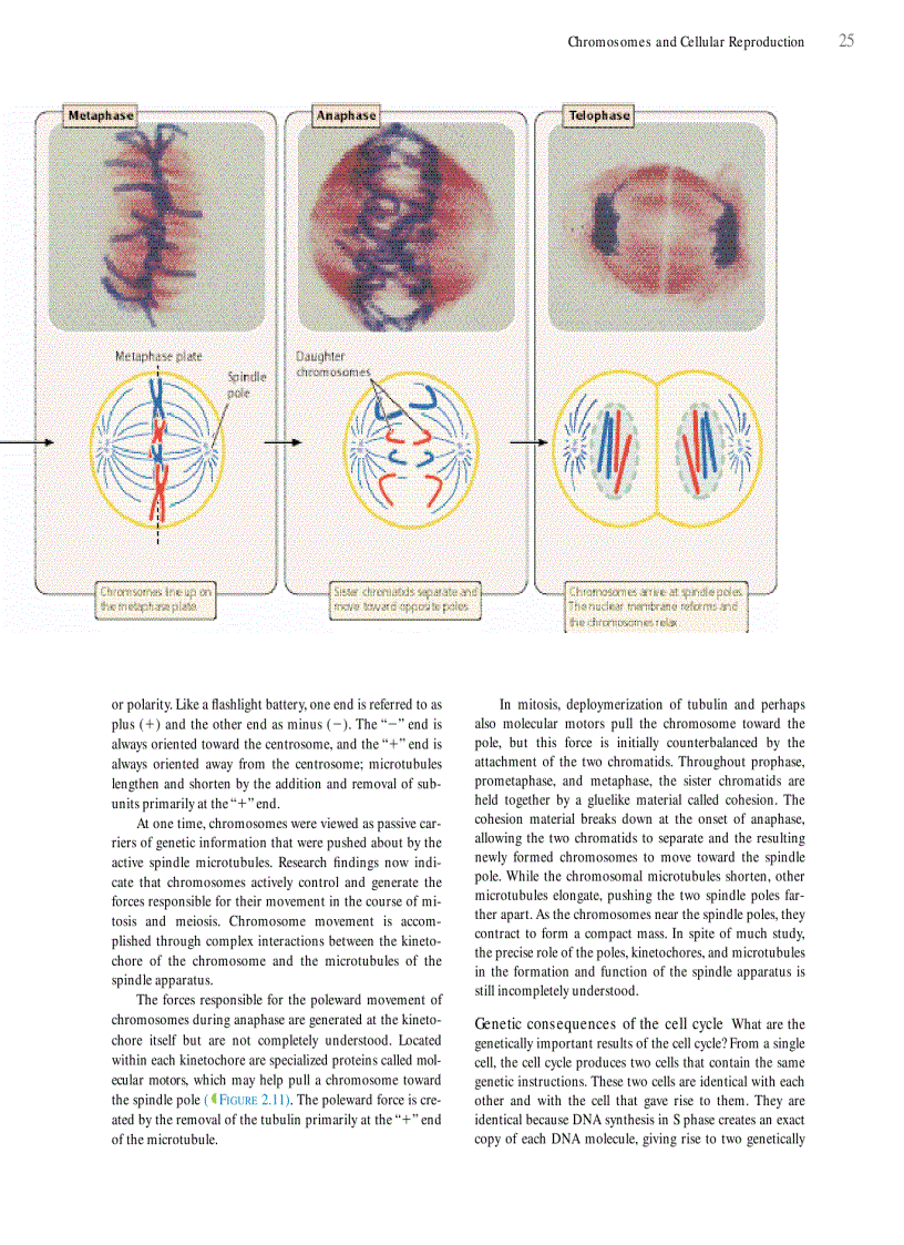 image for page Genetics A conceptual approach 3rd edition