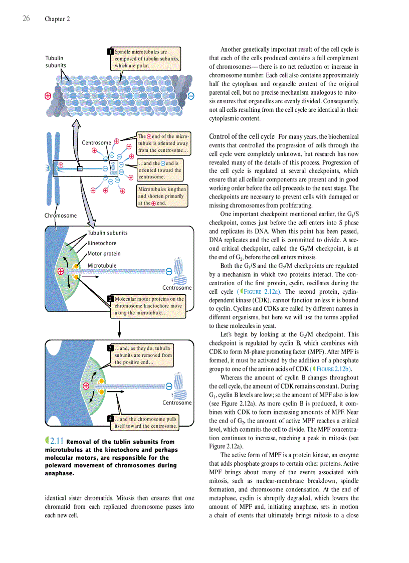 image for page Genetics A conceptual approach 3rd edition