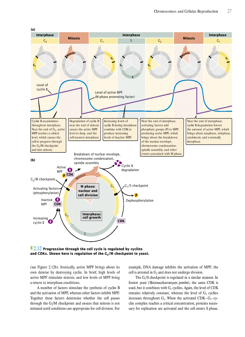 image for page Genetics A conceptual approach 3rd edition