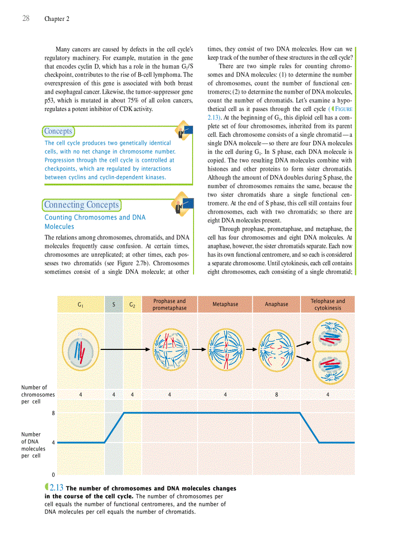 image for page Genetics A conceptual approach 3rd edition