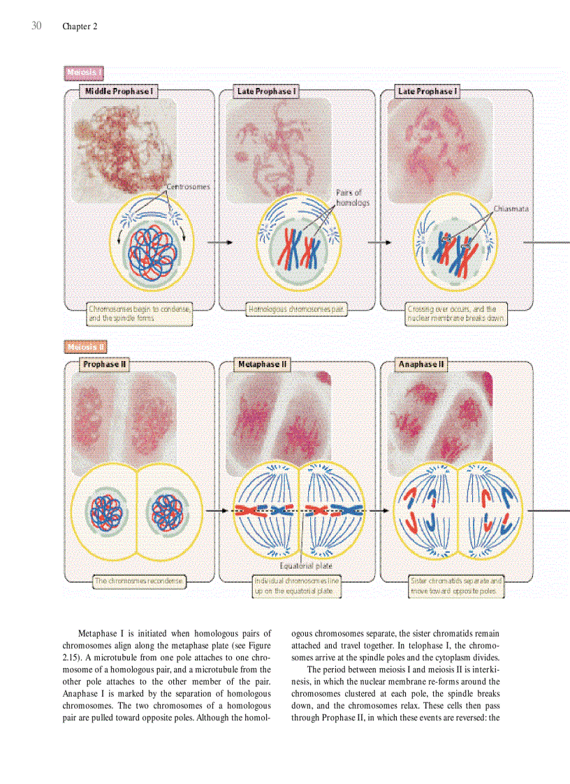 image for page Genetics A conceptual approach 3rd edition