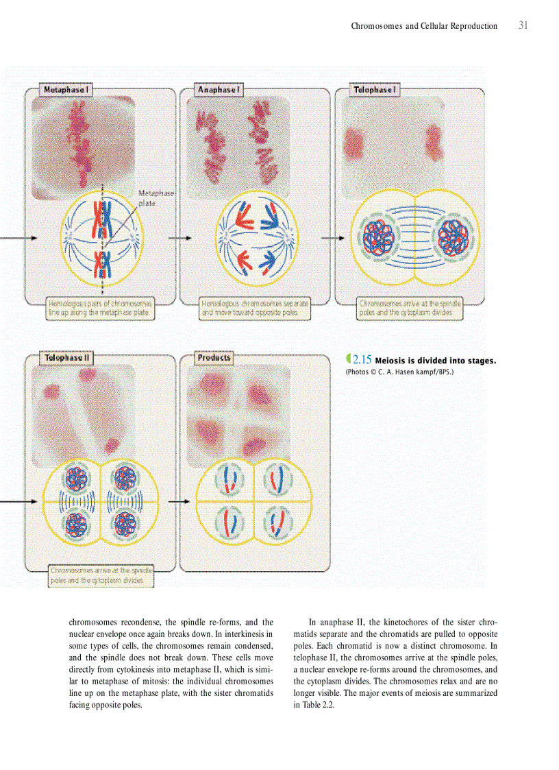 image for page Genetics A conceptual approach 3rd edition