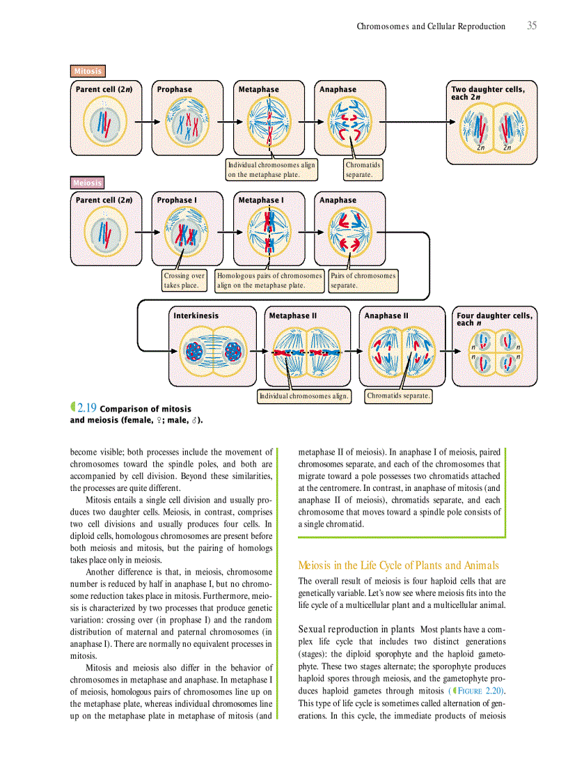 image for page Genetics A conceptual approach 3rd edition