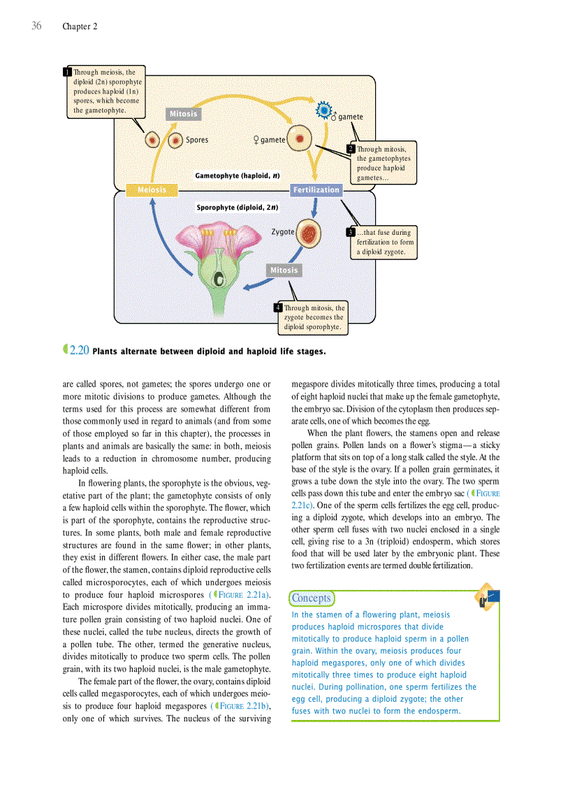 image for page Genetics A conceptual approach 3rd edition