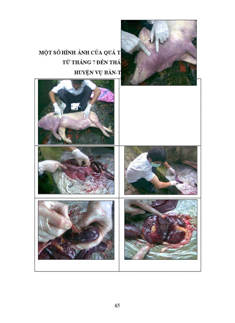 image for page Khóa Luận Tốt Nghiệp Điều tra tình hình chăn nuôi thú y và một số bệnh truyền nhiễm trên đàn lợn nuôi