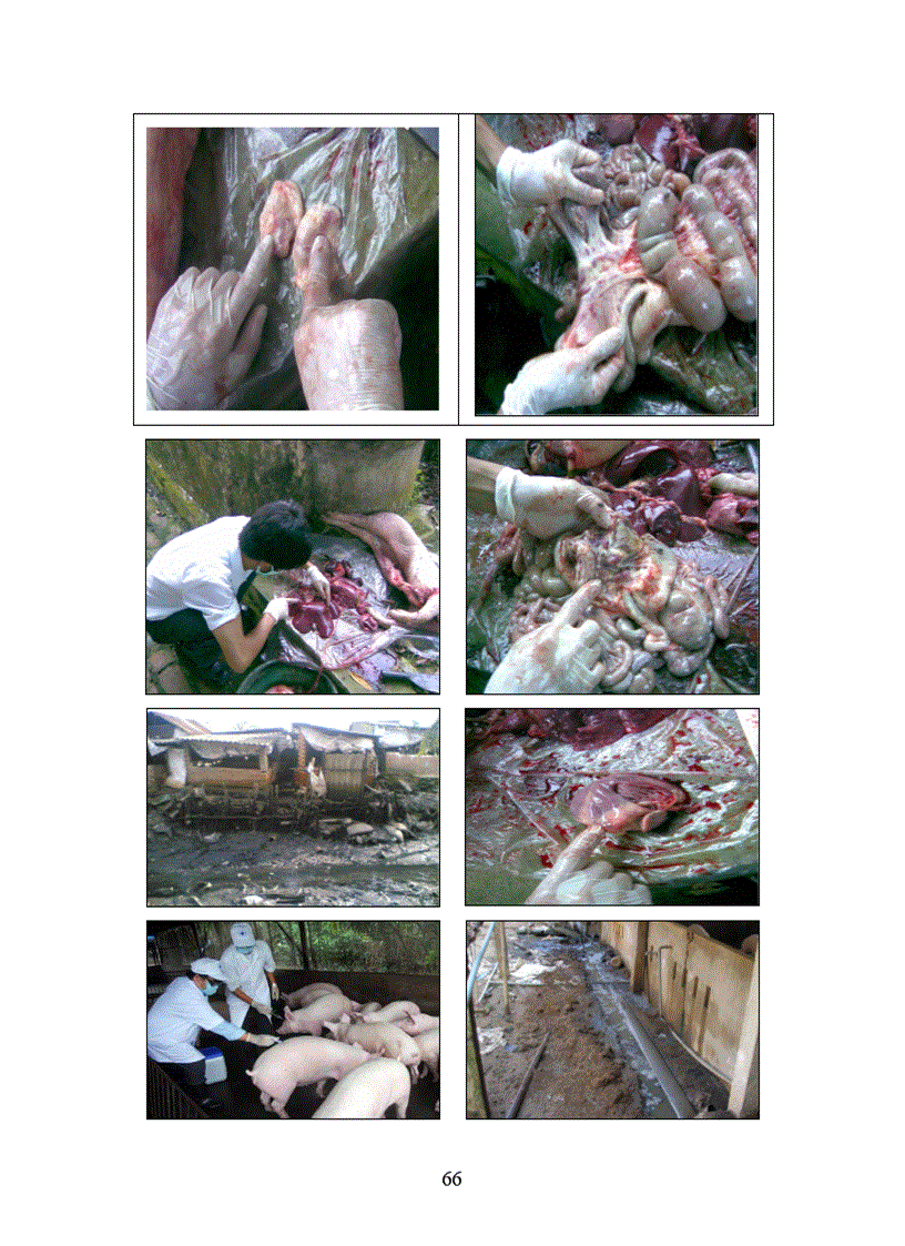 image for page Khóa Luận Tốt Nghiệp Điều tra tình hình chăn nuôi thú y và một số bệnh truyền nhiễm trên đàn lợn nuôi