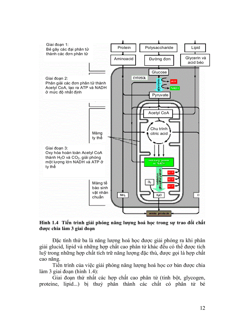 image for page Hóa sinh thực vật