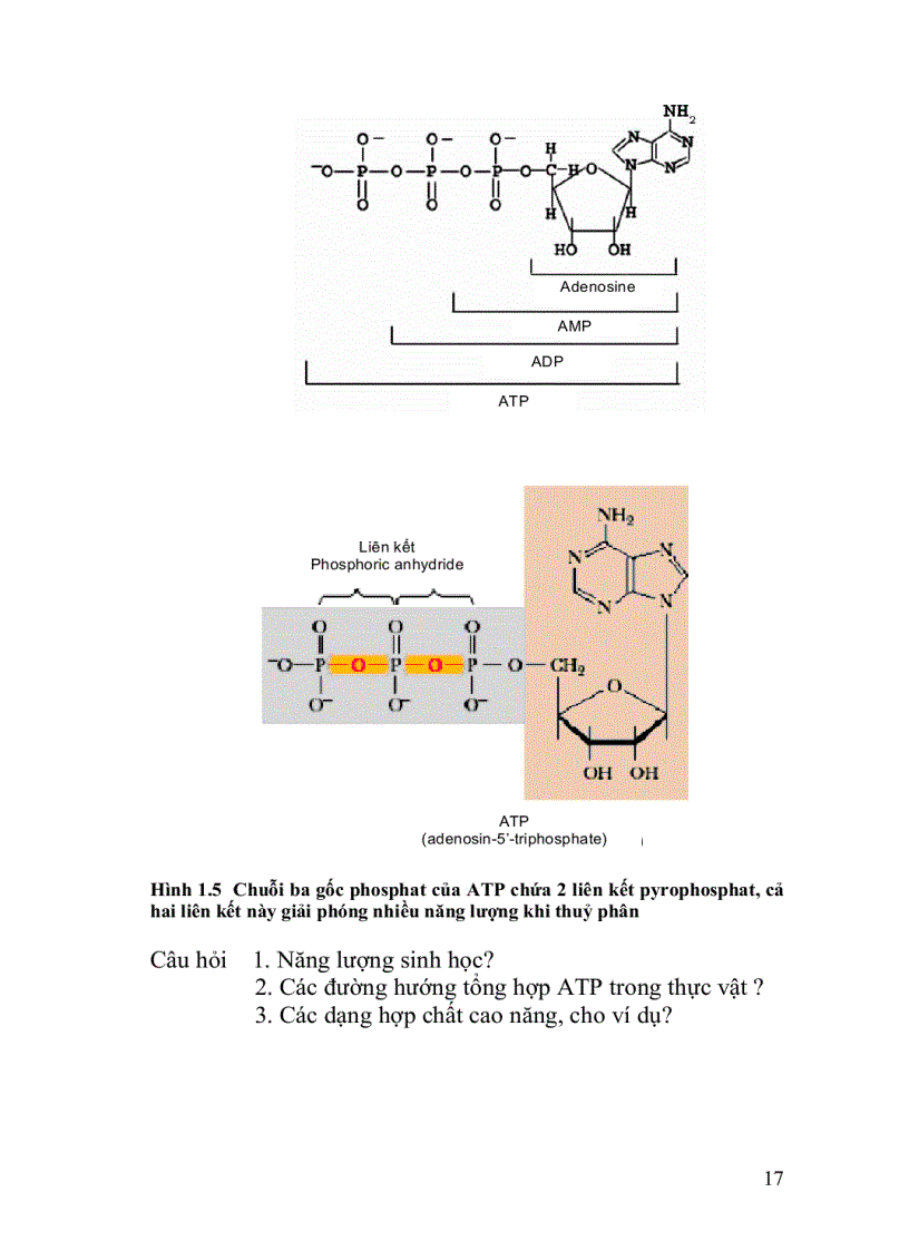 image for page Hóa sinh thực vật