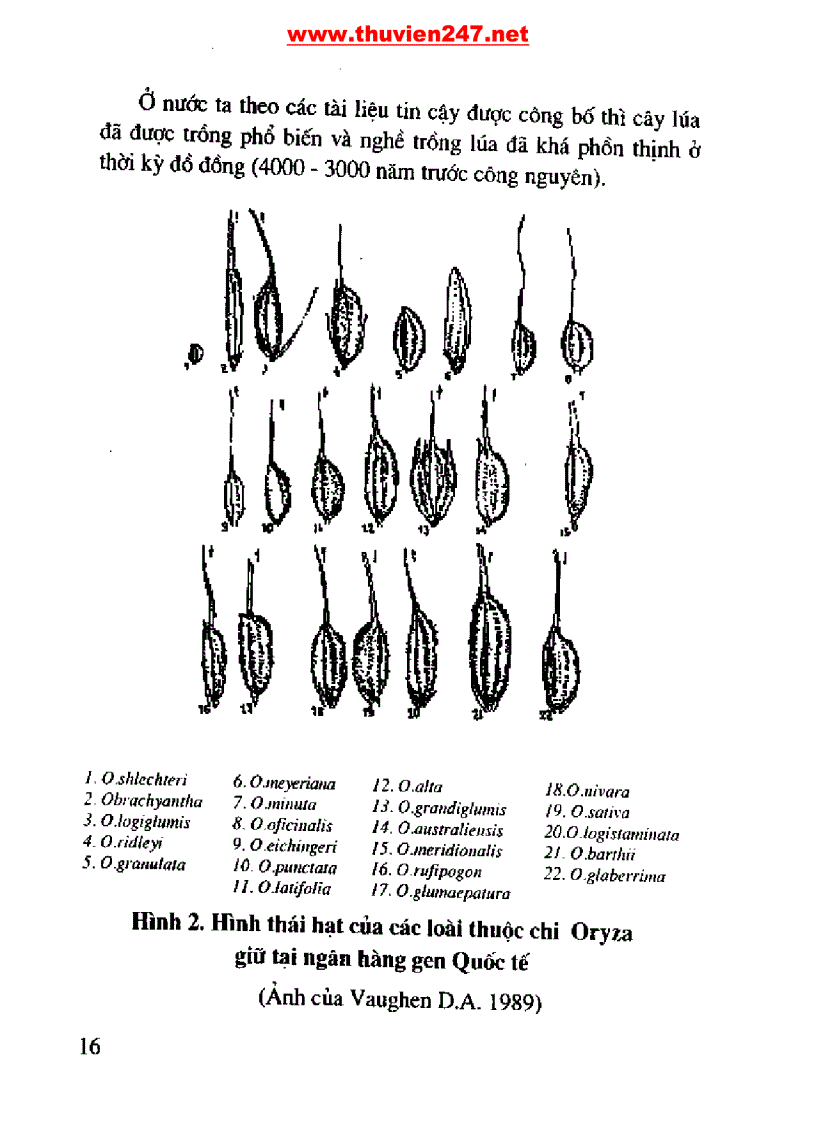 image for page Cẩm nang cây lúa