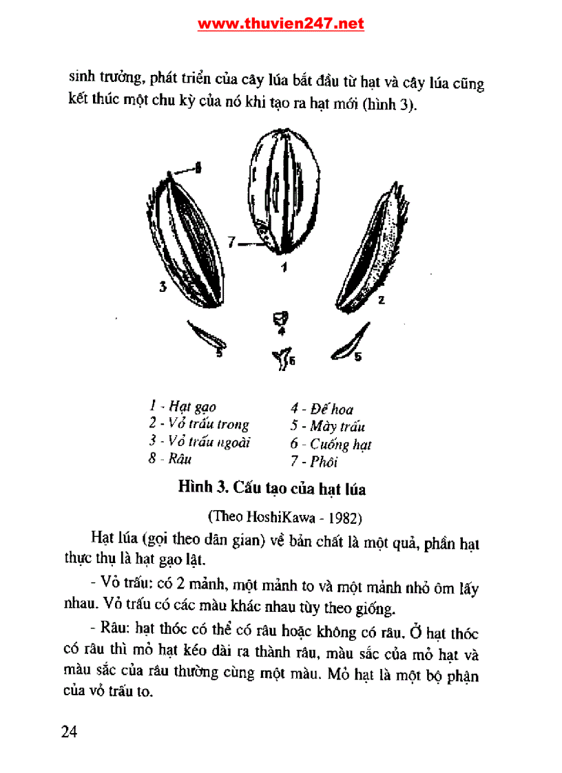 image for page Cẩm nang cây lúa