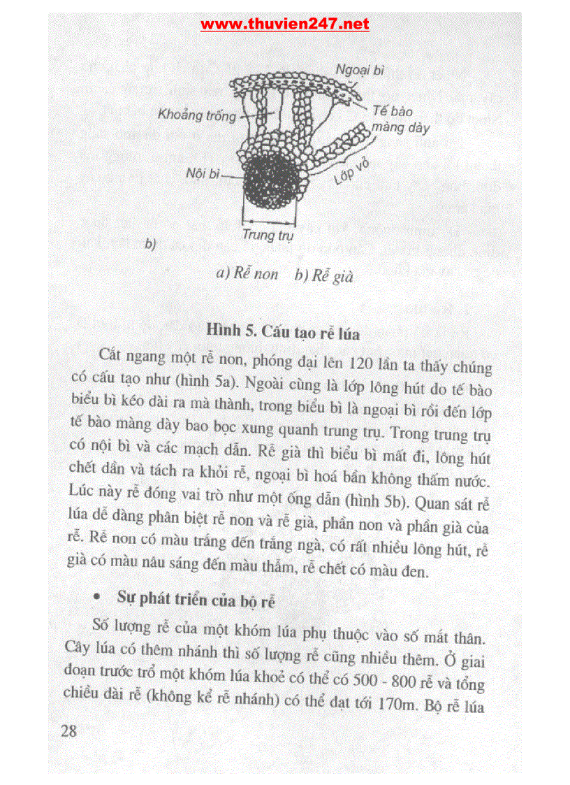 image for page Cẩm nang cây lúa