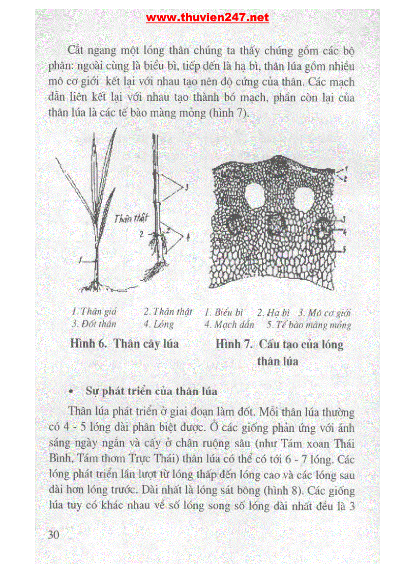 image for page Cẩm nang cây lúa