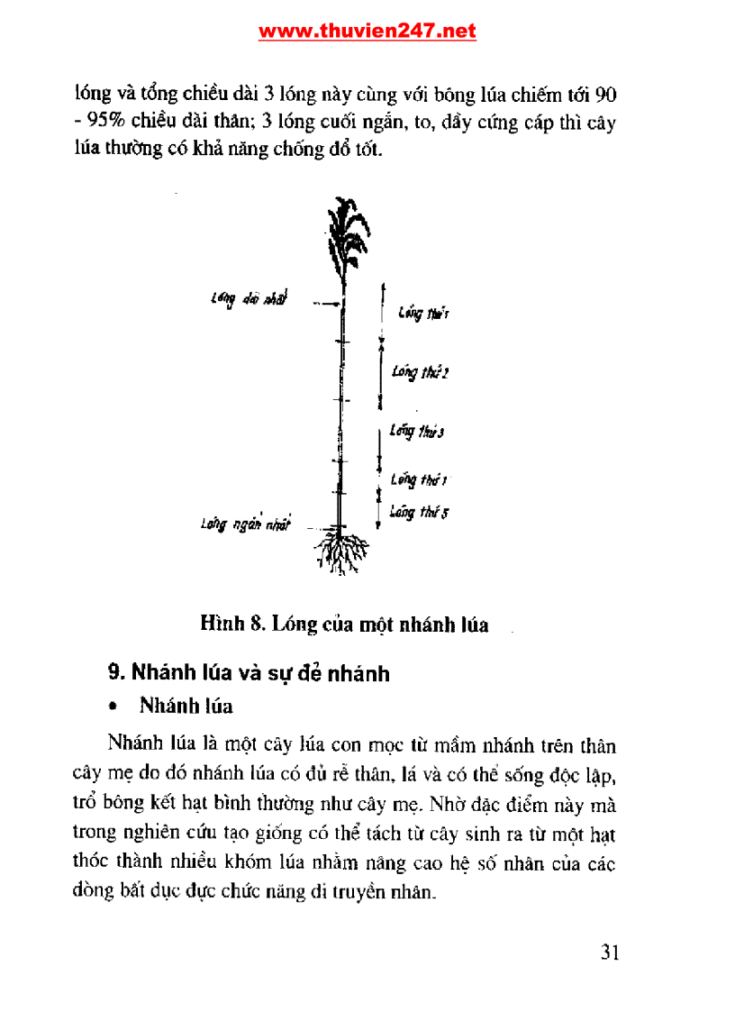 image for page Cẩm nang cây lúa
