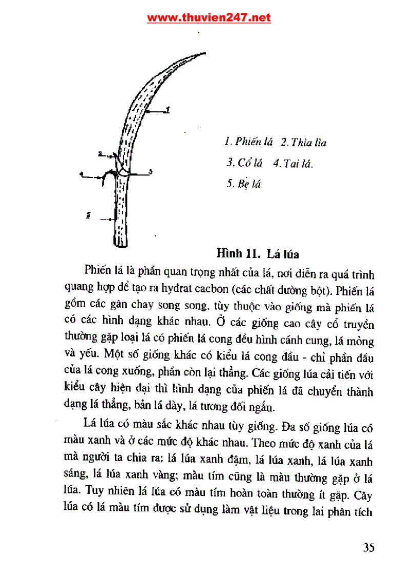 image for page Cẩm nang cây lúa