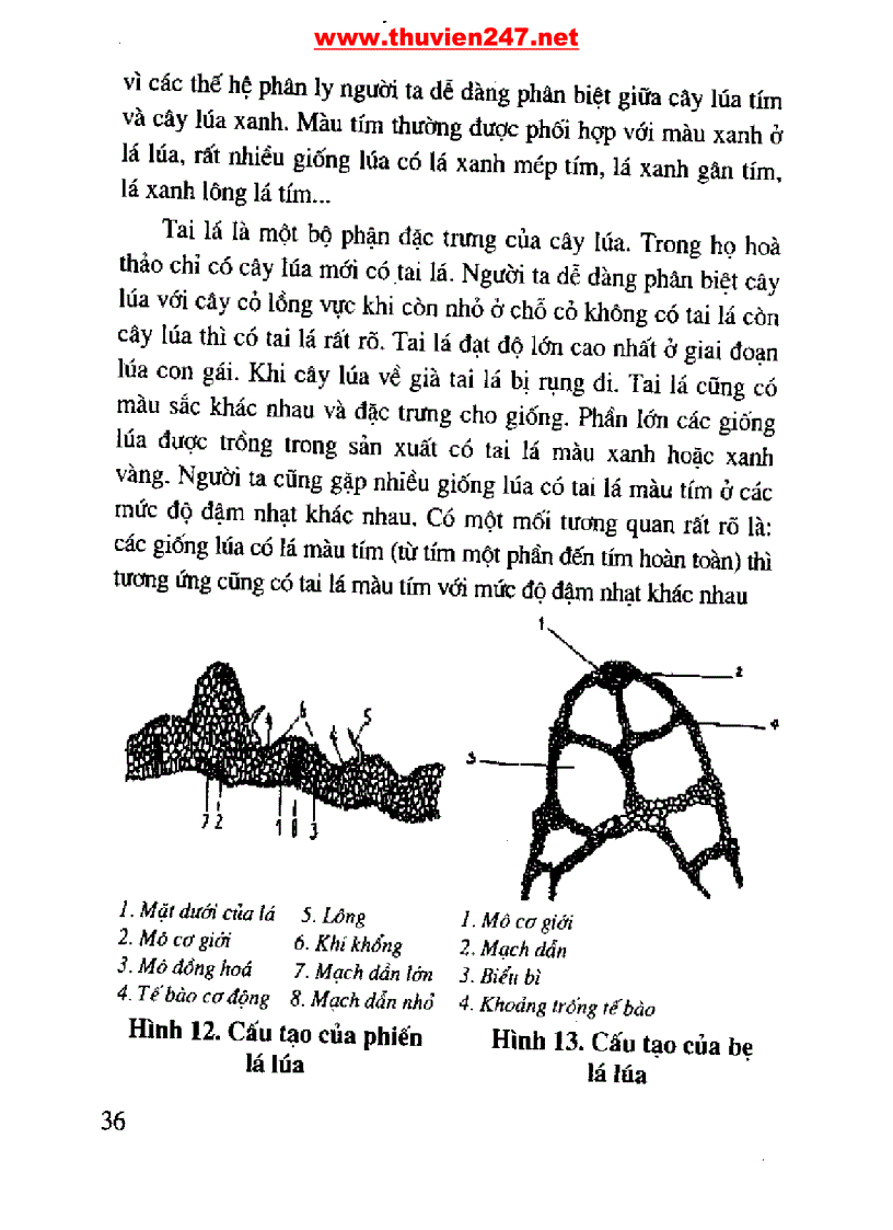 image for page Cẩm nang cây lúa