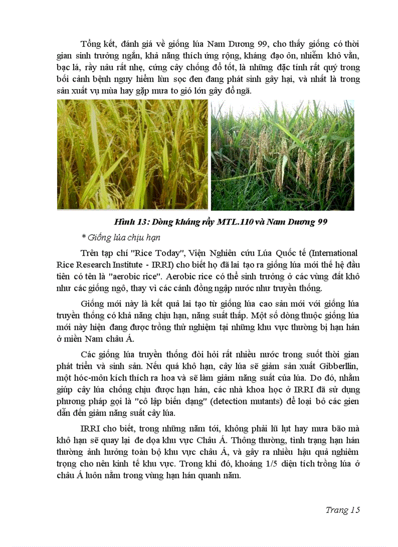 image for page Ảnh hưởng của biến đổi khí hậu toàn cầu đối với sản xuất lúa