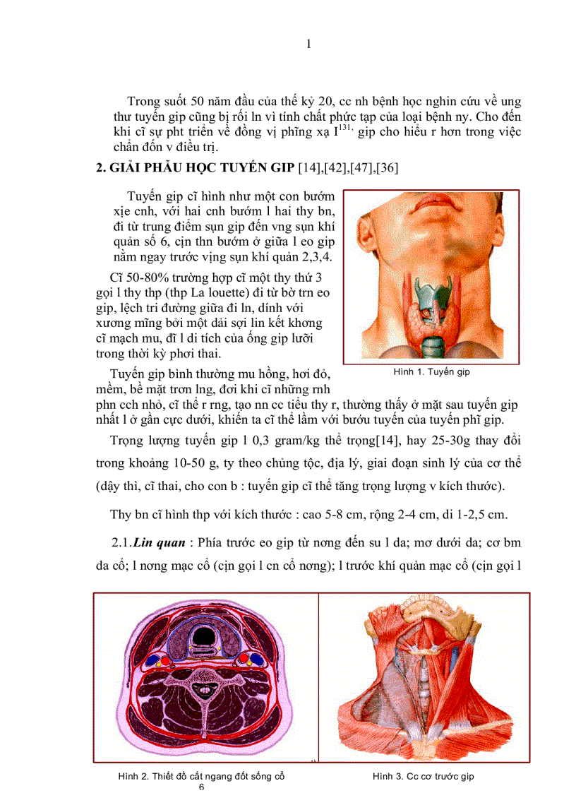 image for page Giải phẩu học tuyến giáp