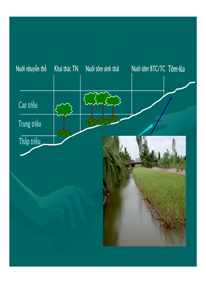 image for page Kỹ thuật nuôi tôm năng suất thấp