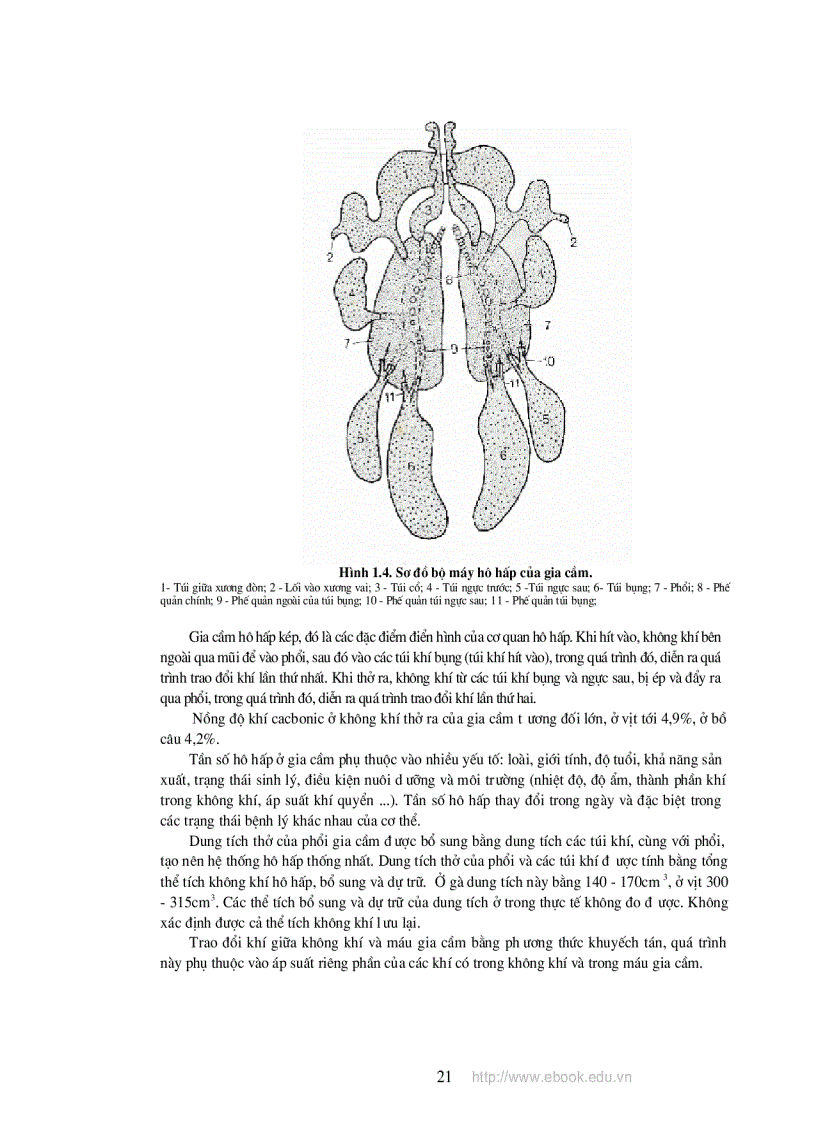 image for page Giáo trinh chăn nuôi gia cầm Nguyễn Thị Mai NXB nông nghiệp 2009