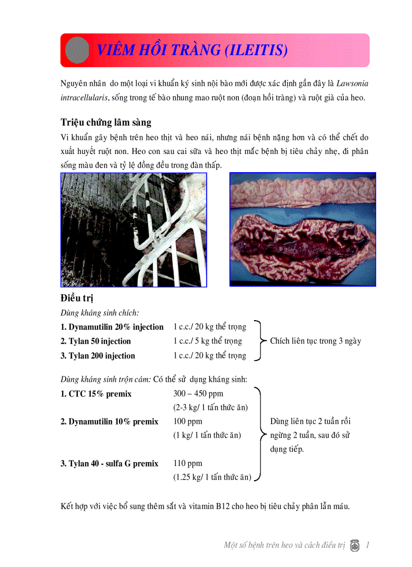 image for page Một số bện thường gặp trên heo