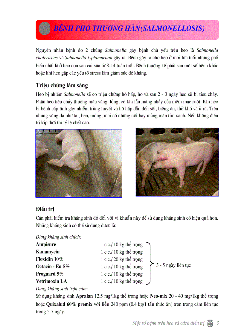 image for page Một số bện thường gặp trên heo