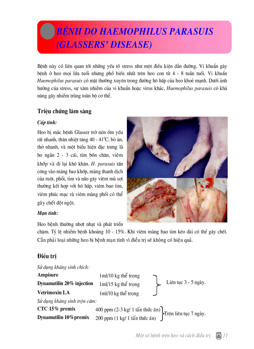 image for page Một số bện thường gặp trên heo