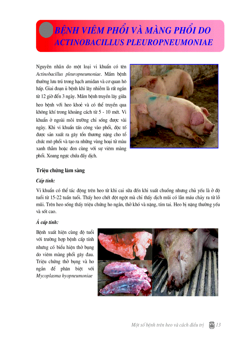 image for page Một số bện thường gặp trên heo