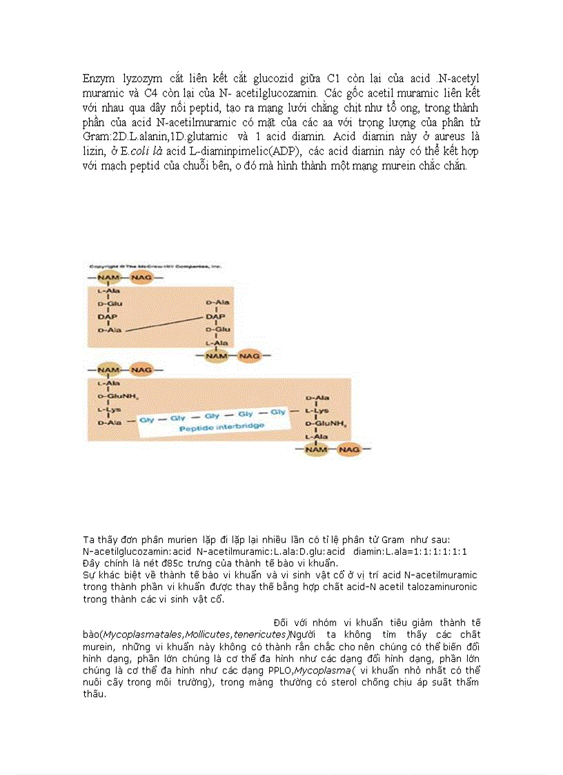 image for page Thành tế bào