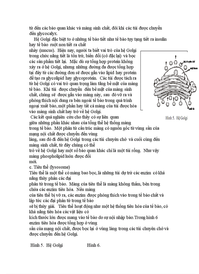 image for page Cấu trúc của tế bào chân hạch