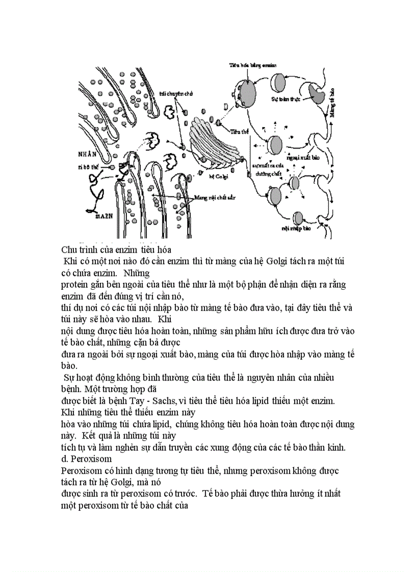 image for page Cấu trúc của tế bào chân hạch
