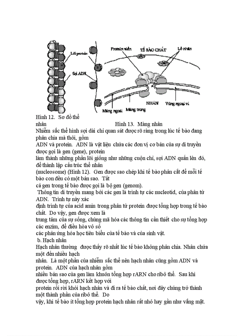 image for page Cấu trúc của tế bào chân hạch