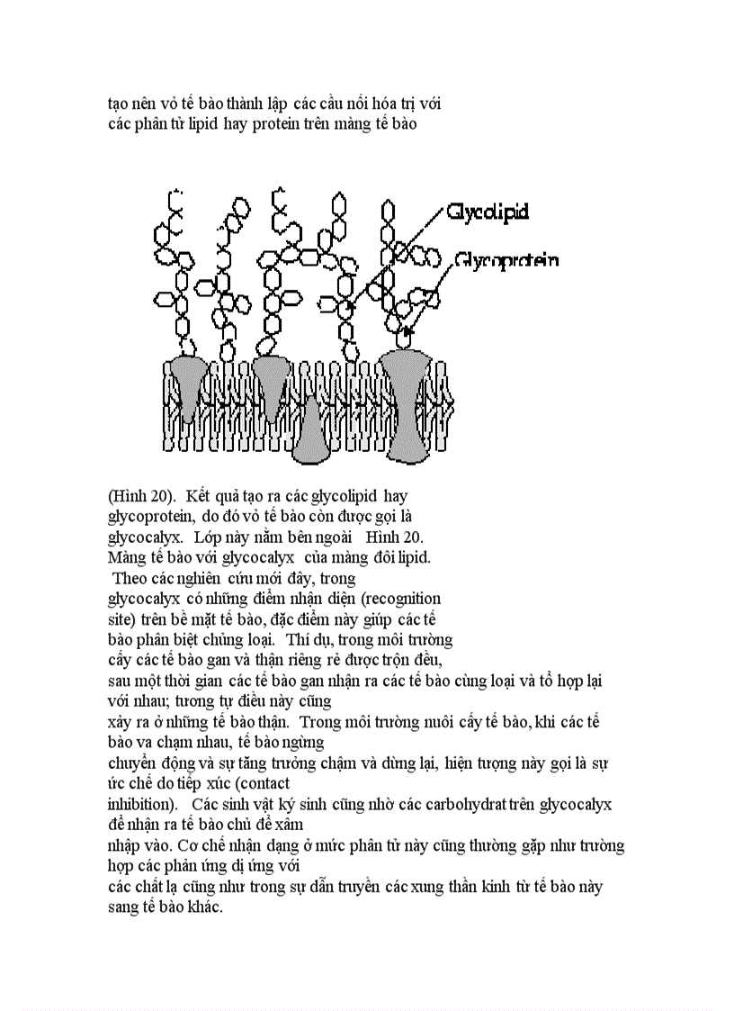 image for page Cấu trúc của tế bào chân hạch