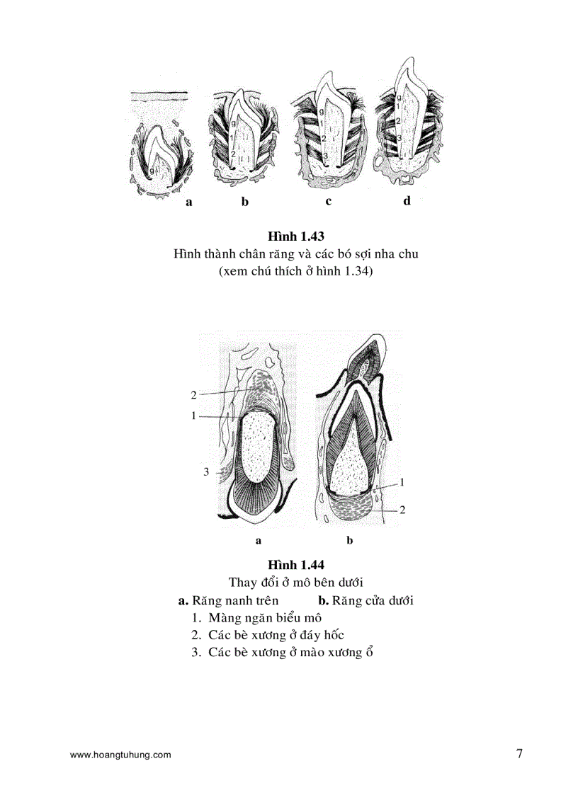 image for page Sự mọc răng và thay răng