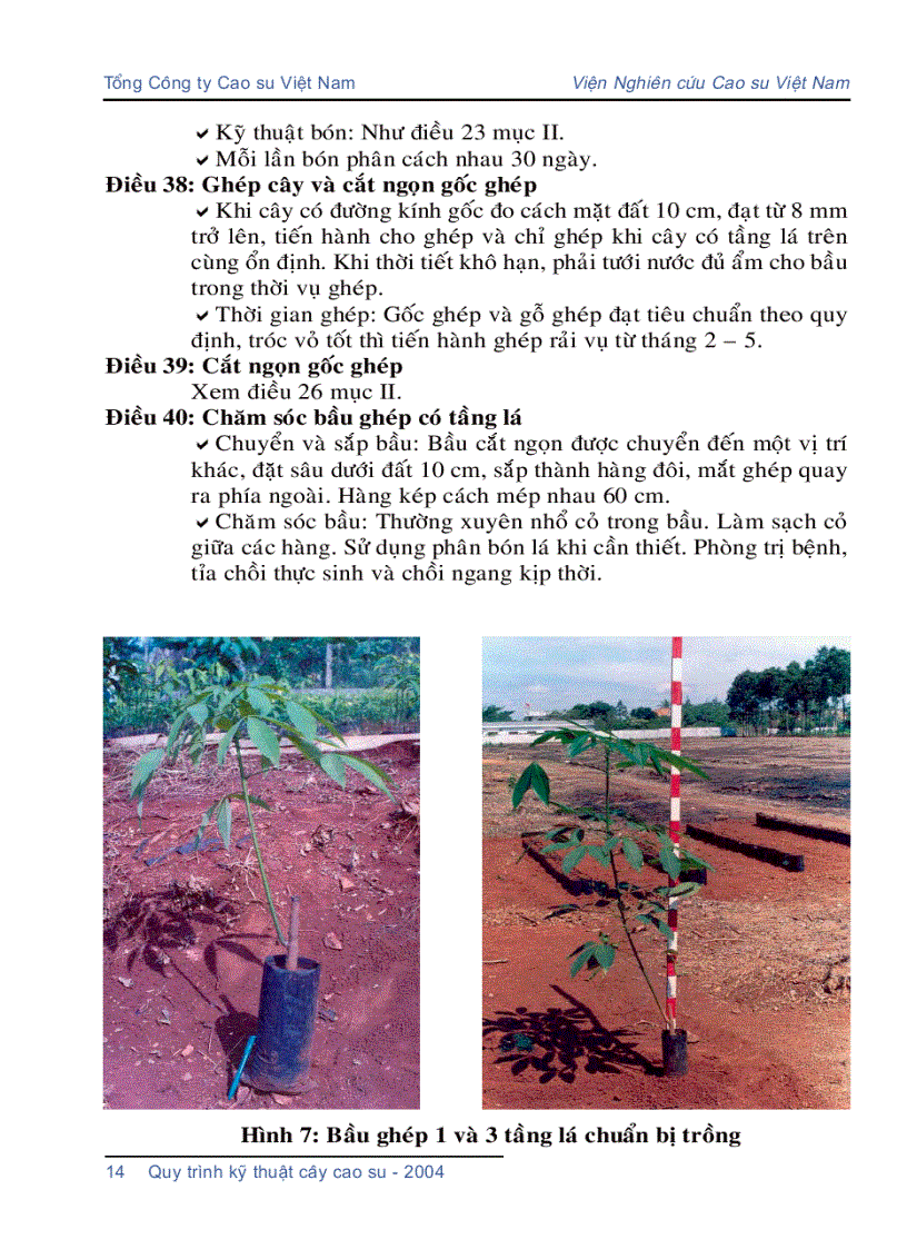 image for page Quy trình kỹ thuật cây cao su