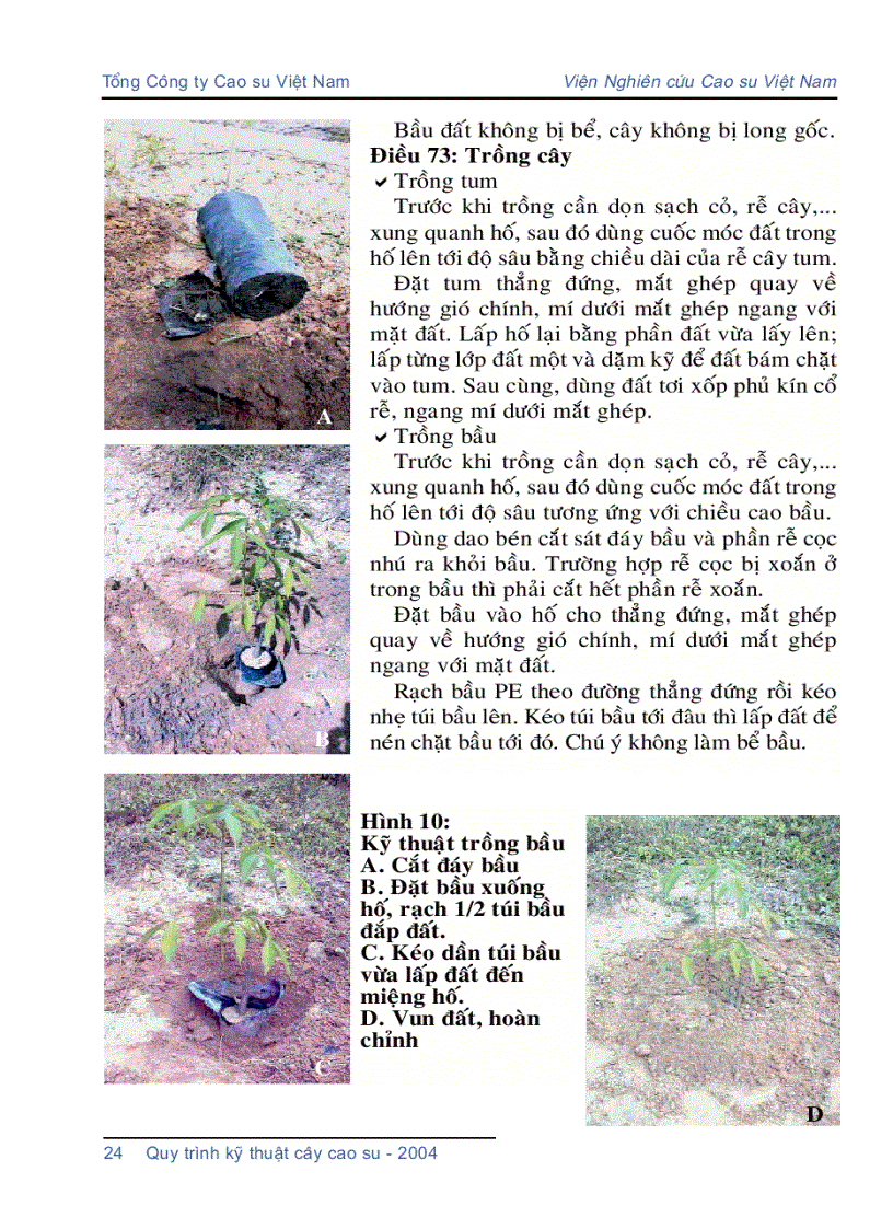 image for page Quy trình kỹ thuật cây cao su