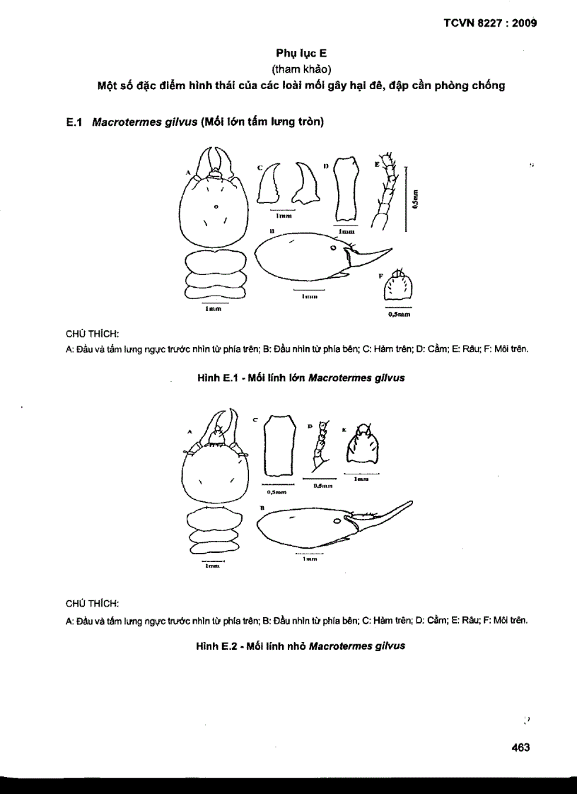 image for page TCVN 8227 2009 Mối gây hại cônh trình đê đập định loại xác định đặc điểm sinh học sinh thái học và đánh giá mức độ gây hại