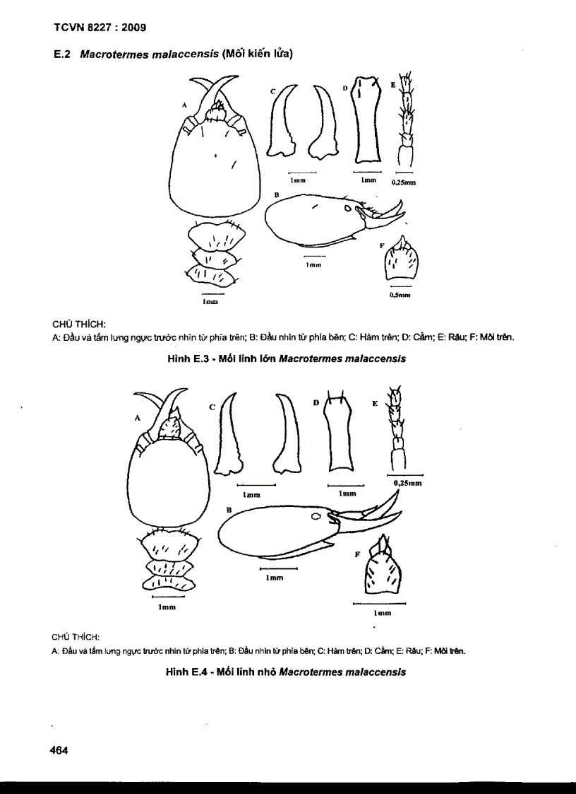 image for page TCVN 8227 2009 Mối gây hại cônh trình đê đập định loại xác định đặc điểm sinh học sinh thái học và đánh giá mức độ gây hại