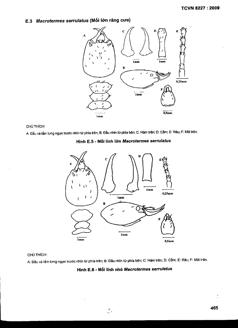 image for page TCVN 8227 2009 Mối gây hại cônh trình đê đập định loại xác định đặc điểm sinh học sinh thái học và đánh giá mức độ gây hại