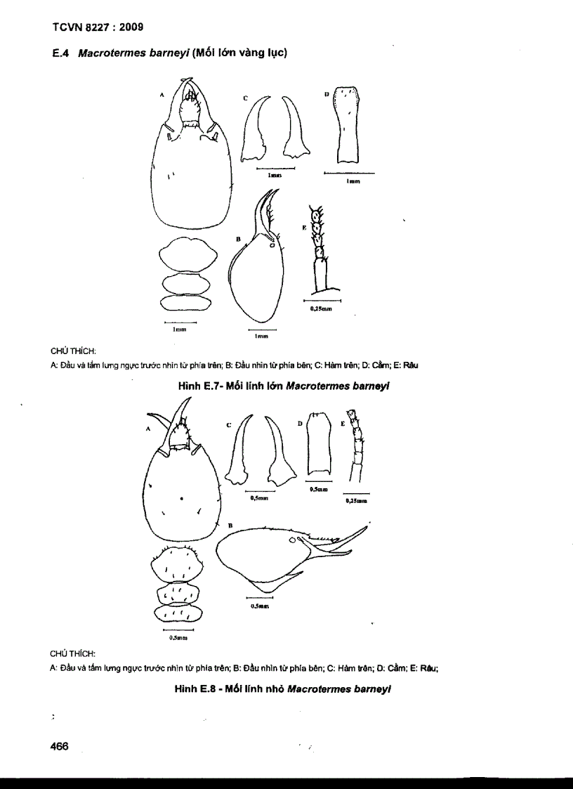 image for page TCVN 8227 2009 Mối gây hại cônh trình đê đập định loại xác định đặc điểm sinh học sinh thái học và đánh giá mức độ gây hại