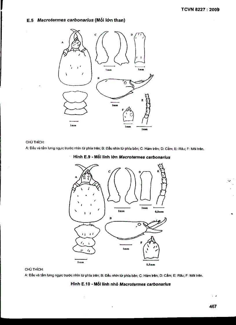 image for page TCVN 8227 2009 Mối gây hại cônh trình đê đập định loại xác định đặc điểm sinh học sinh thái học và đánh giá mức độ gây hại