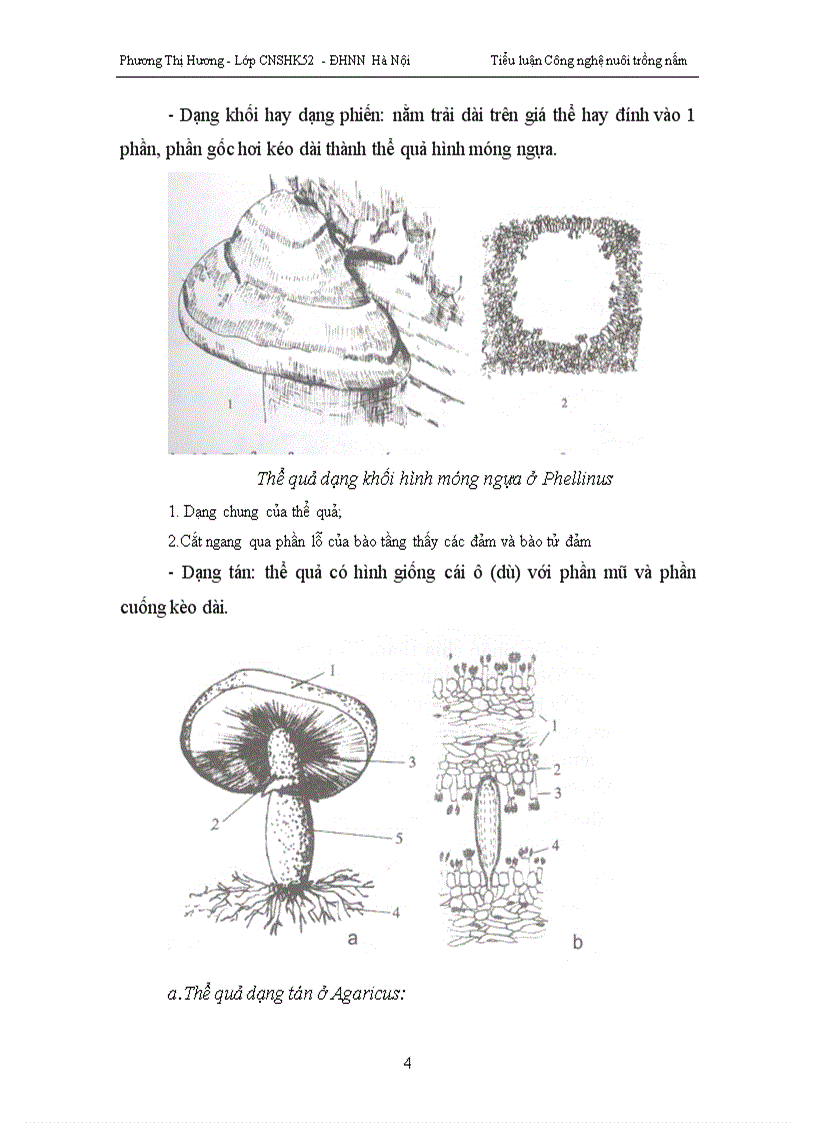 image for page Trồng nấm