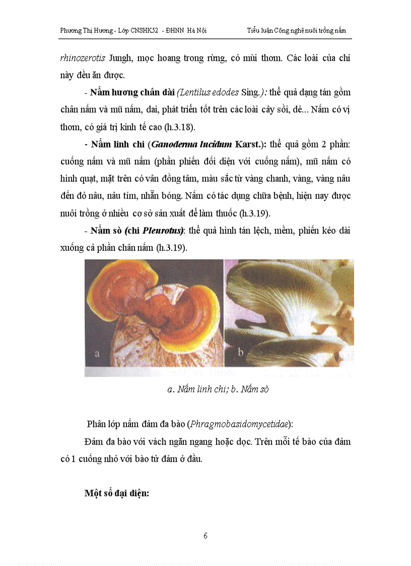 image for page Trồng nấm