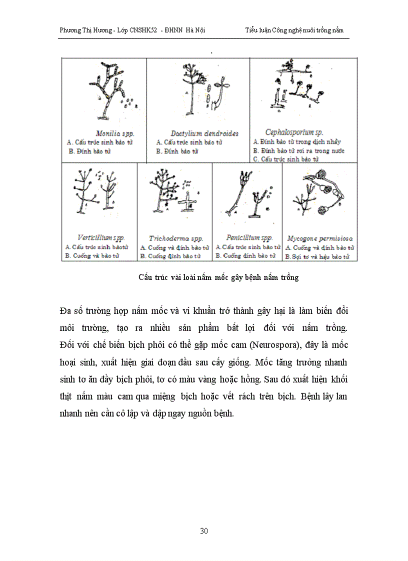 image for page Trồng nấm