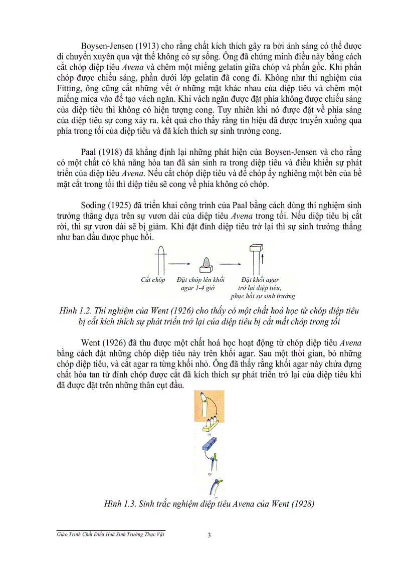 image for page Hormon sinh trưởng thực vật
