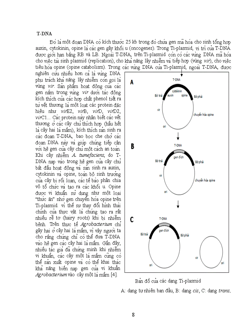 image for page Phương pháp chuyển gen vào cây trồng bằng vi khuẩn Agrobacterium tumefaciens